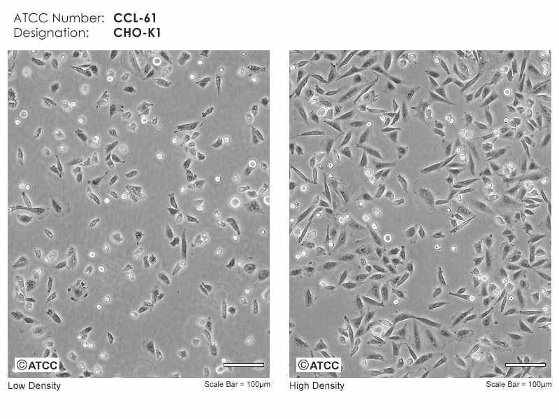 그림 9. CHO-K1 cells