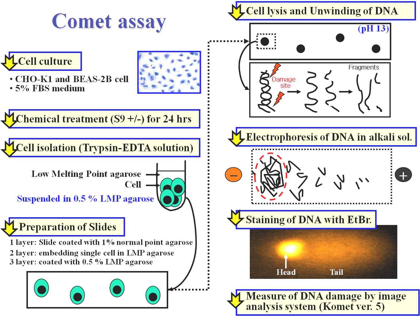 그림 11. DNA 손상 측정 방법인 Comet assay