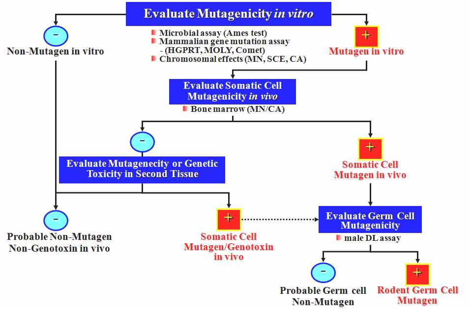 그림 23. 유전독성평가의 양성판정