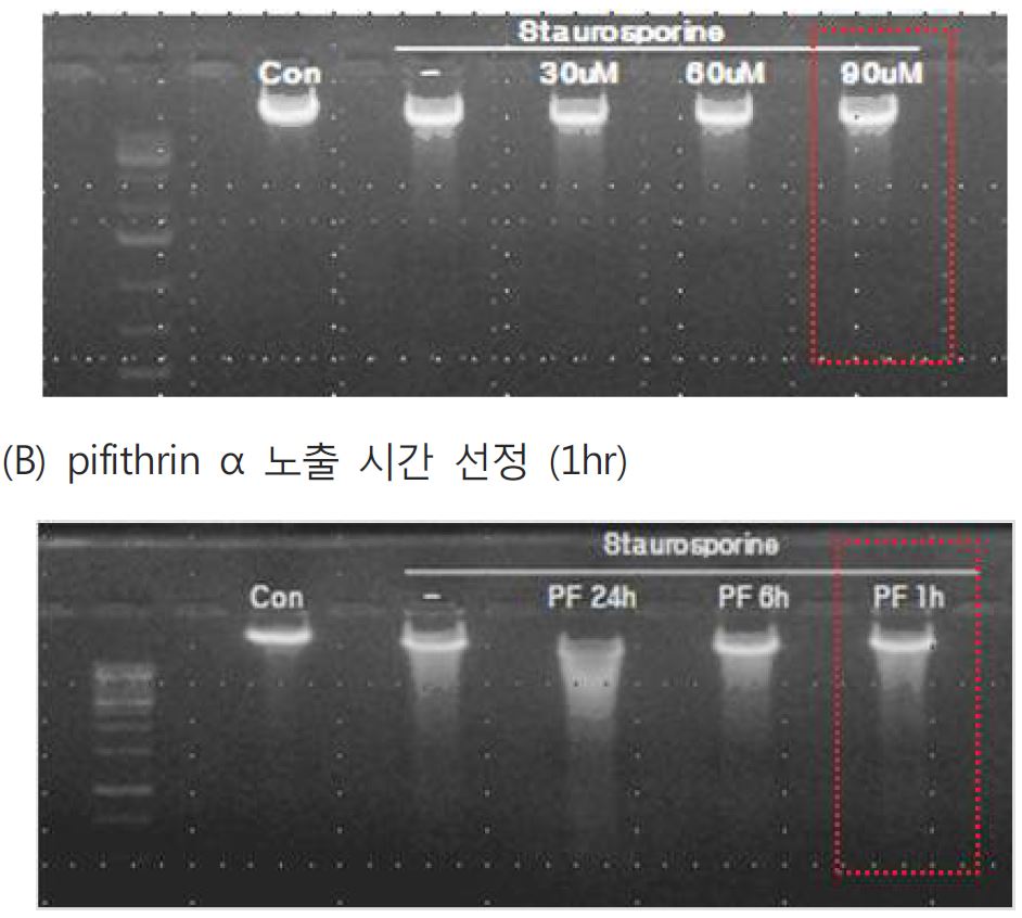 그림 25. Pifithrin α 처리농도 선정