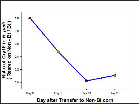 Bt 옥수수에서 성장한 기장테두리진딧물을 non-Bt 옥수수로 옮긴 후 체내 Bt 독소 단백질 검출 양상