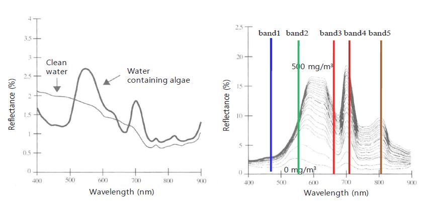 Comparison of spectrum between water containing algae and clean water (left) and the spectral variation as a function of Chl-a concentrations with RapidEye image bands (right) (Jensen, 2006).