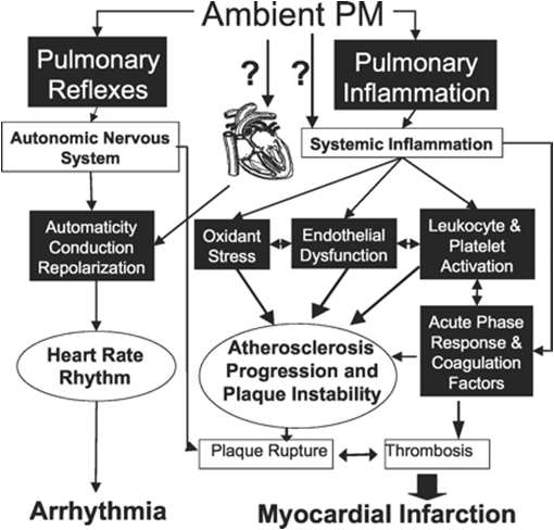 PM이 체내에서 일으키는 것으로 추정되는 심혈관계 질환 메카니즘