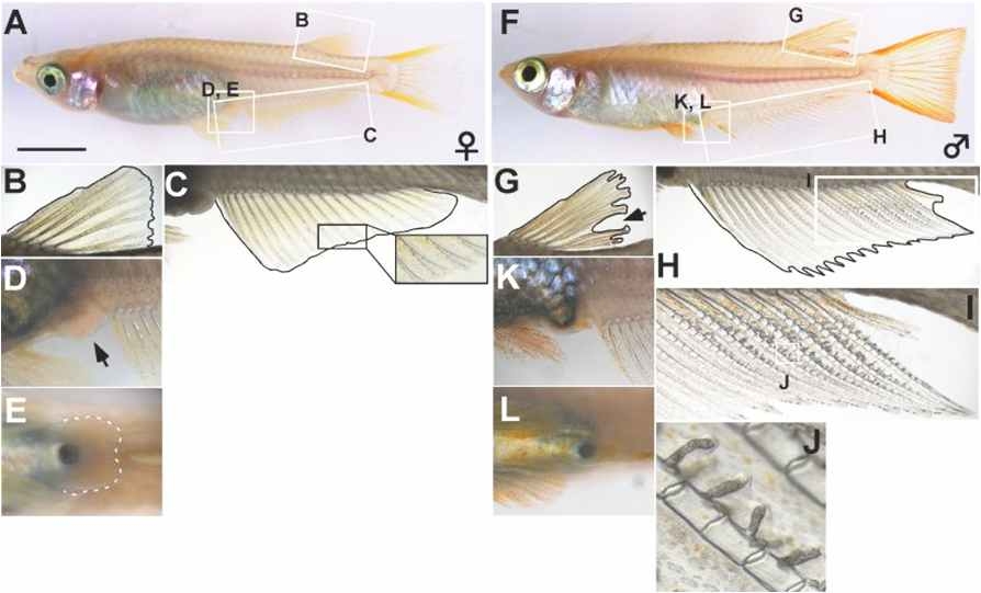 Classification of female and male of Oryzias latipes.