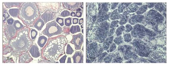 Histological change of testis(Tt) and oocyte(Oc) in female(left) and male(right) exposed to 2 μg/L PFCs