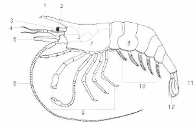 Lateral view and its partial name of infraorder Caridae