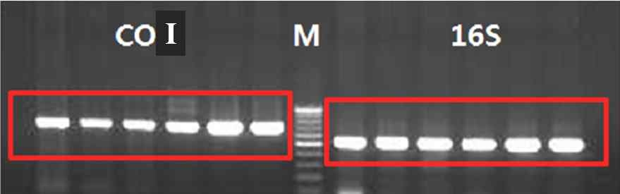 PCR products of 16S rRNA and CO I gene using designed oligoprimers.