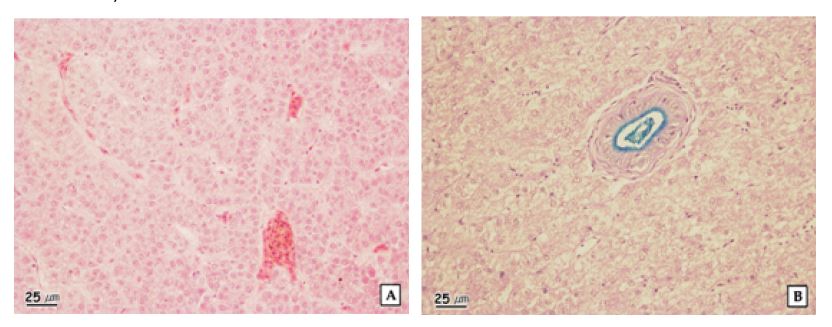 Figure 1-27. The histopathological characteristics of liver of mandarin in Chungju.