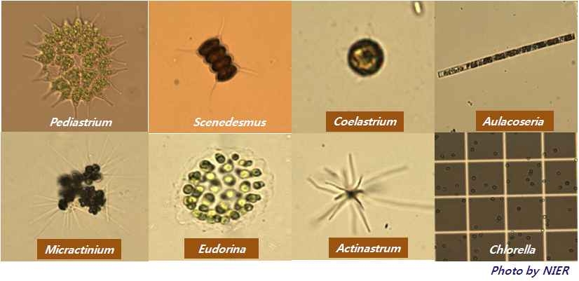 Microalgae typically observed in freshwater