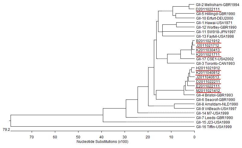 그림 10. 상반기 검출된 노로바이러스 GII 유전자의 계통분류학적 분석