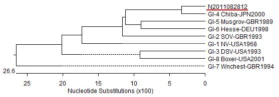 그림 11. 하반기 검출된 노로바이러스 GI 유전자의 계통분류학적 분석