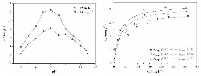Langmuir Isotherm Curve(좌) 및 pH 영향(우)