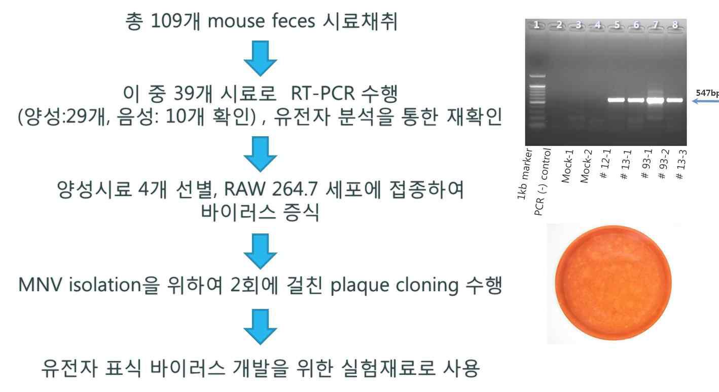 Murine Norovirus 동정 및 순수분리