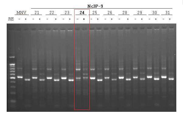 플라크 클론의 RT-PCR후 EcoRI 제한효소 처리