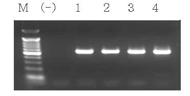뮤린노로바이러스 양성 대조군의 one step RT-PCR 결과