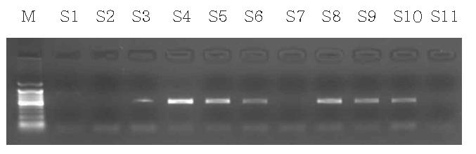 석영질 모래 매질체의 뮤린 노로바이러스 용액 투입 후 통과 시료의 one step RT-PCR 결과.