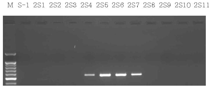 석영질 모래 매질체의 뮤린 노로바이러스 용액 투입 후 통과 시료의 one step RT-PCR 결과.