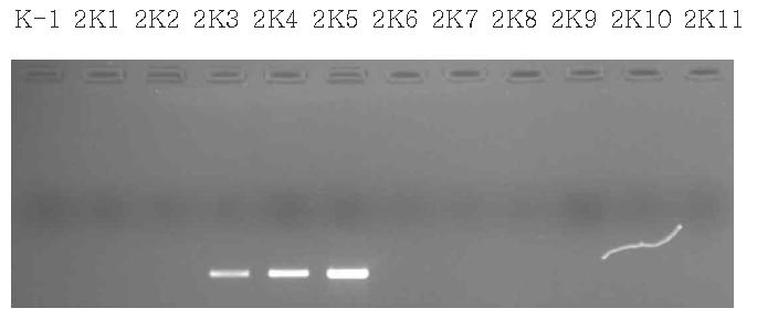 석영질 모래-고령토(3:1) 혼합 매질체의 뮤린 노로바이러스 용액 투입 후 통과 시료의 one step RT-PCR 결과