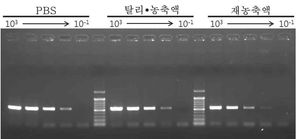 재농축에 의한 PCR 반응 저해 가능성 확인