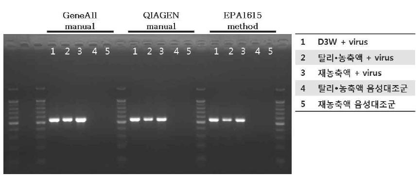 탈리∙농축액과 재농축액에 virus를 넣어 비교 분석한 결과