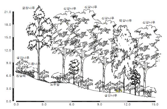 삼림에서의 신갈나무군락의 계층구조를 표시한 단면모식도 사례