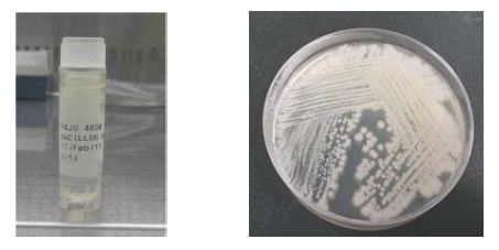 Bacillus alcalophylus PAJU 4830