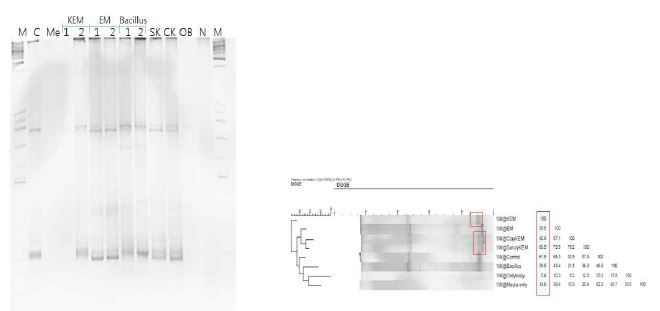 1주차 (7일) FMD sample DGGE 사진과 community 분석