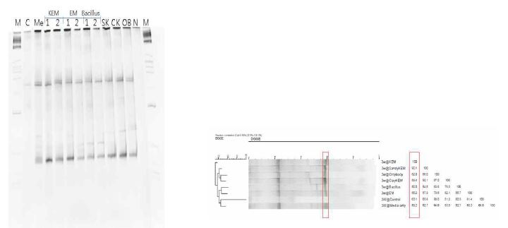 15일 FMD sample DGGE 사진과 community 분석