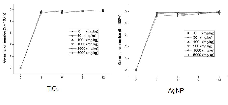 TiO2 와 AgNP 처리후 토마토의 발아율