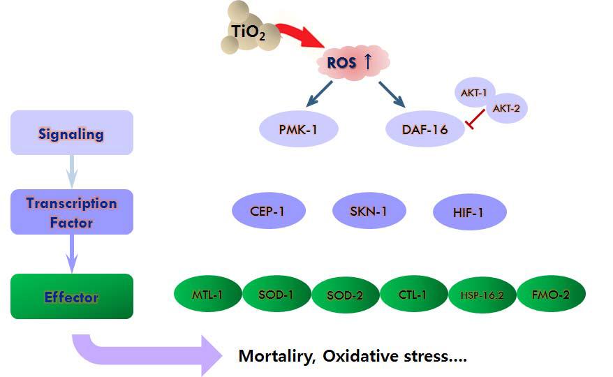 C. elegns 산화적 스트레스 Pathway