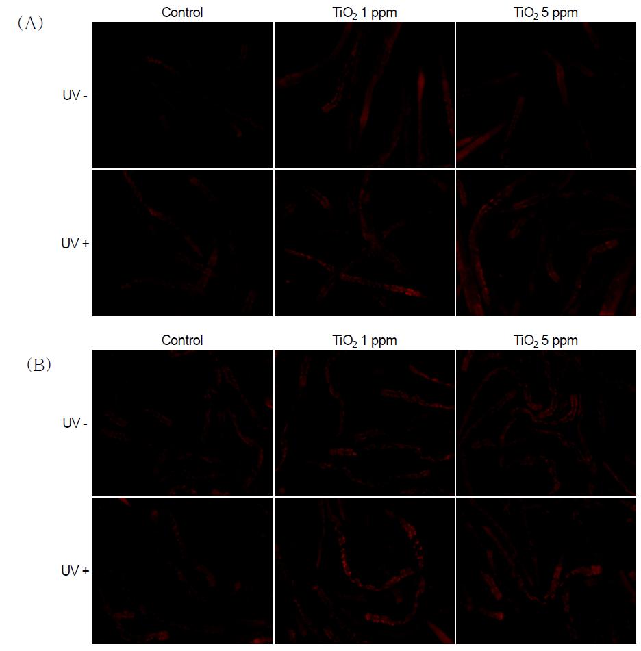 DHE 방법을 이용하여 TiO2에 노출된 C. elegans의 활성산소종 발현 관찰. (A) 노출 후 4시간 (B) 노출 후 24시간