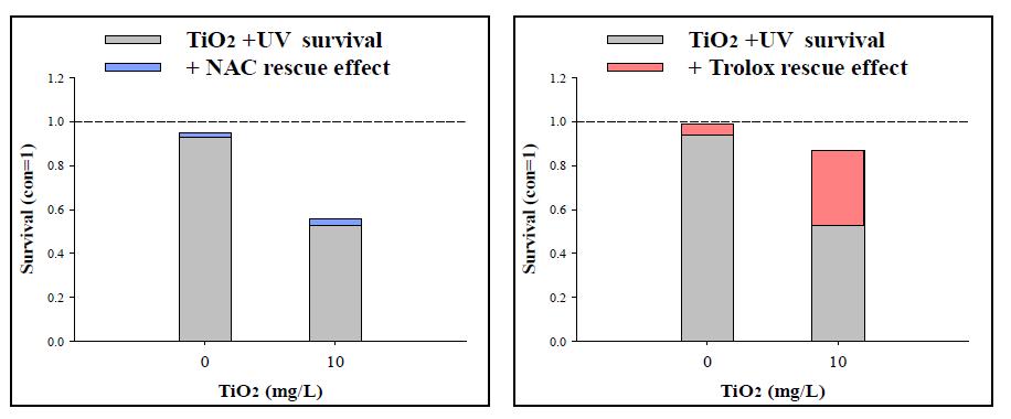 TiO2에 의한 산화적 스트레스가 C. elegans 생존율에 미치는 영향