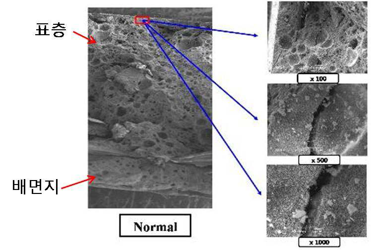 일반조건 시험편에 대한 인장시험 후의 파단면에 대한 미세구조