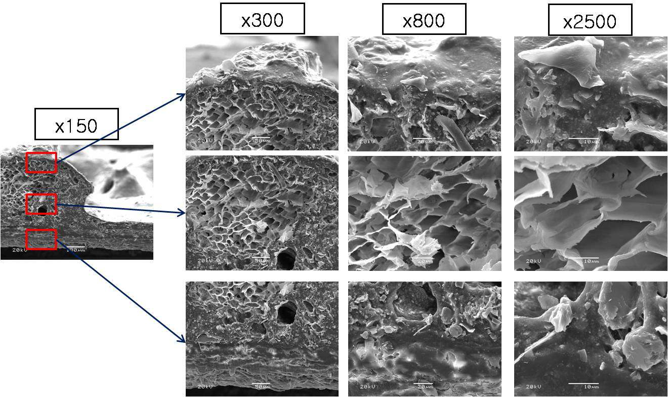 14 mesh 벽지의 파단면을 SEM을 통한 미세구조 사진.
