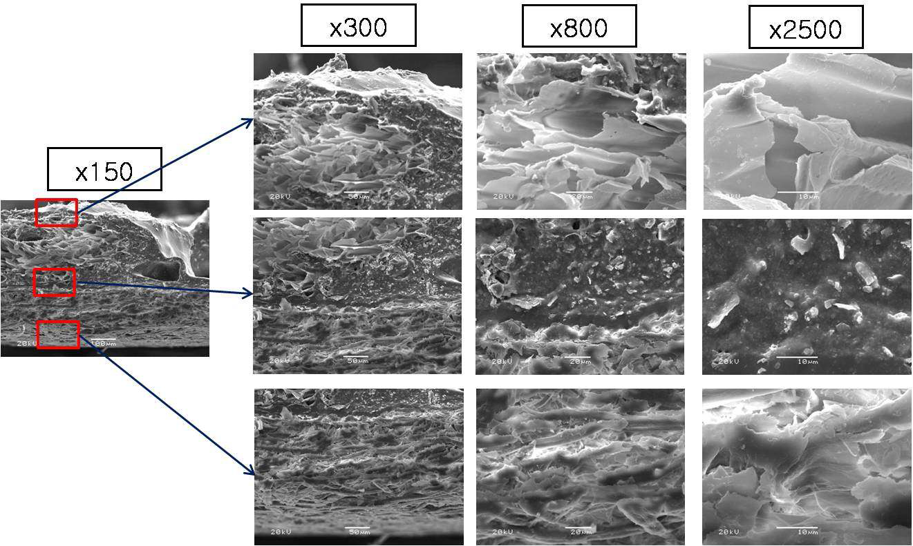 20 mesh 벽지의 파단면을 SEM을 통한 미세구조 사진.