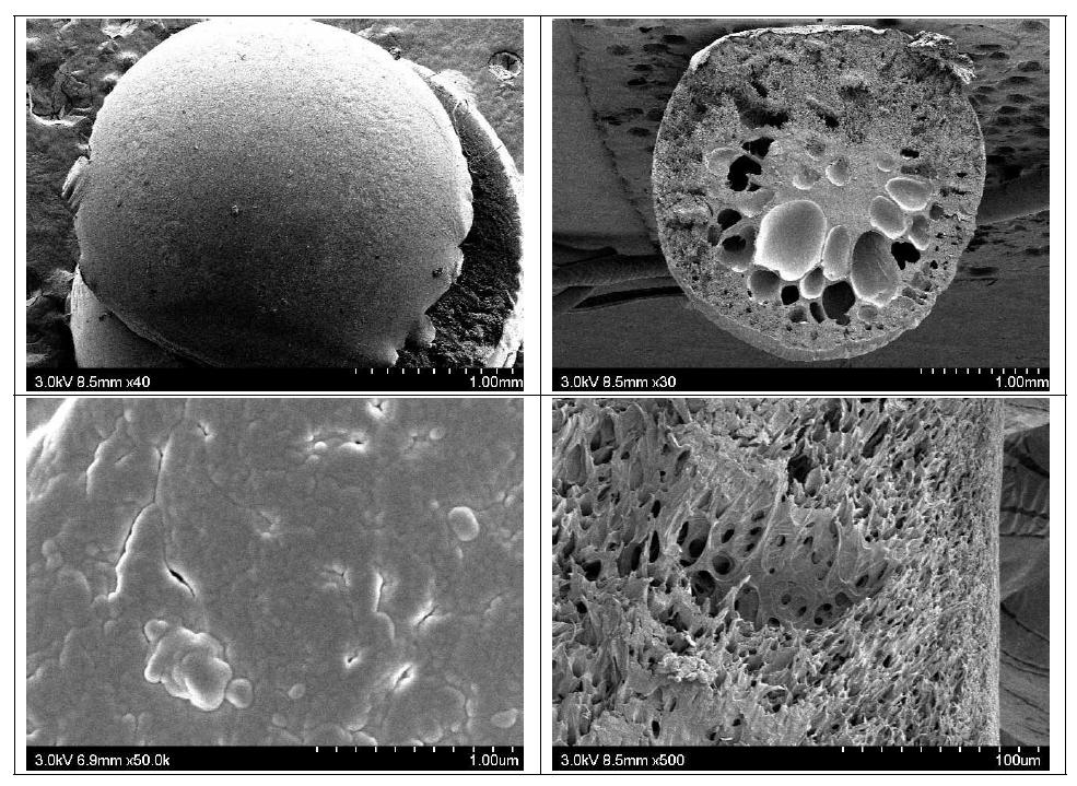 막의 표면(좌) 및 단면(우) SEM (H2O)