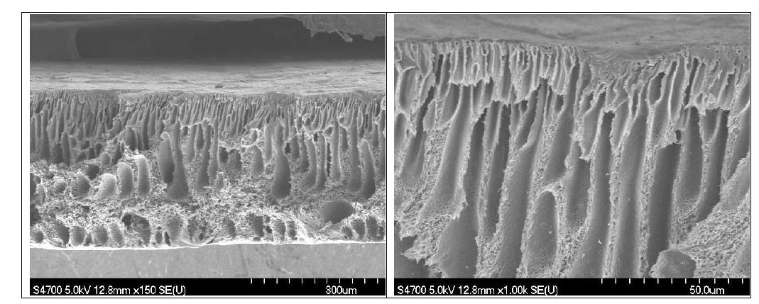 LiBr가 첨가되지 않은 막의 단면 SEM (H2O)