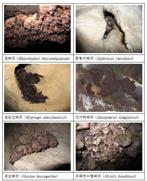 박쥐의 종별 잠자리