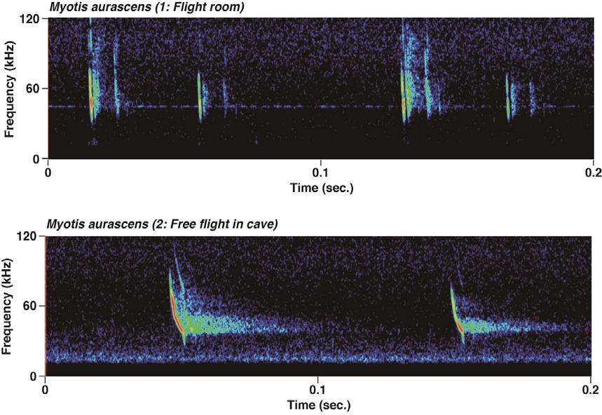 대륙쇠큰수염박쥐의 Sonograms.