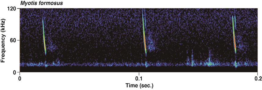 붉은박쥐의 음원분석(Sonograms)