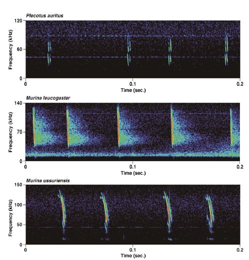 토끼박쥐, 관코박쥐, 작은관코박쥐의 음원분석(Sonograms)