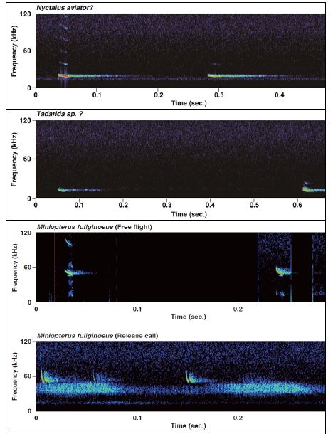 멧박쥐, 큰귀박쥐, 긴가락박쥐(free flight, 위: release call, 아래)의 음원