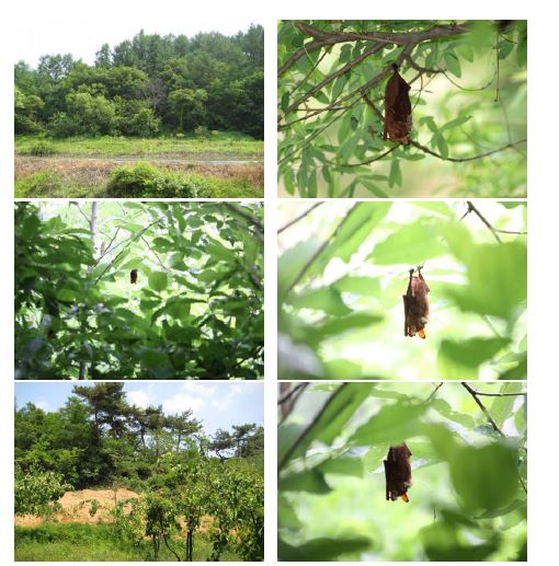 충북 진천(상) 충남 천안시 동면(아래) 에서 관찰된 붉은박쥐