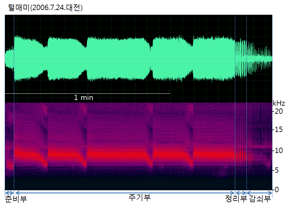 털매미의 음원분석(Sonograms)