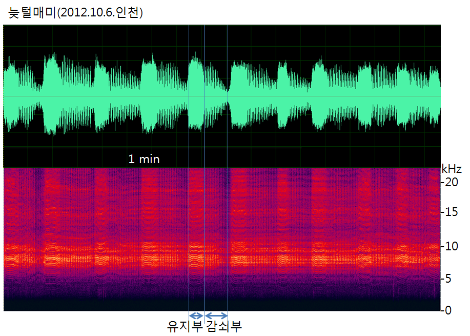 늦털매미의 음원분석(Sonograms)