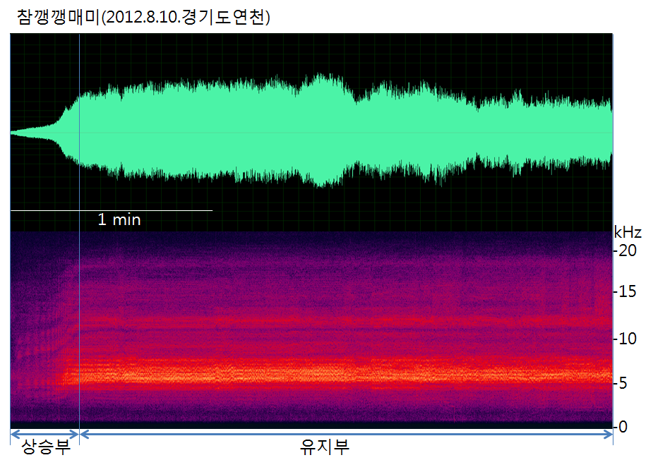 참깽깽매미의 음원분석(Sonograms)