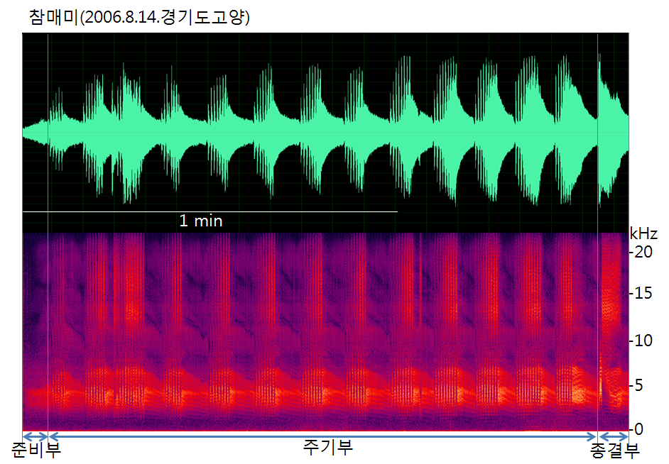 참매미의 음원분석(Sonograms)