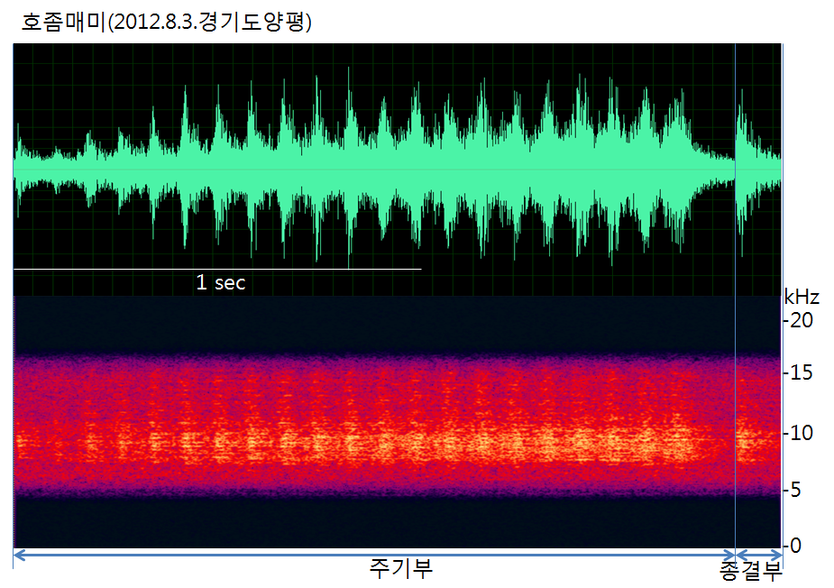 호좀매미의 음원분석(Sonograms)