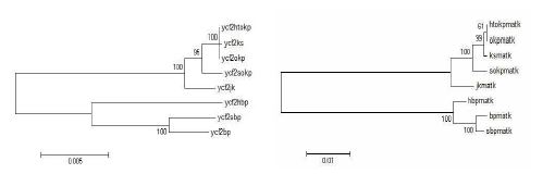 그림 3-14. ycf2 gene(우), matK gene(좌)를 기반으로 작성된 8종의 유연관계