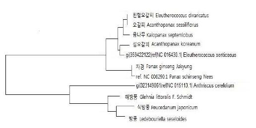 그림 3-15. 대상종 8종의 엽록체 유전체 서열을 기반으로 한 유연관계 분석. 대상종 8종과